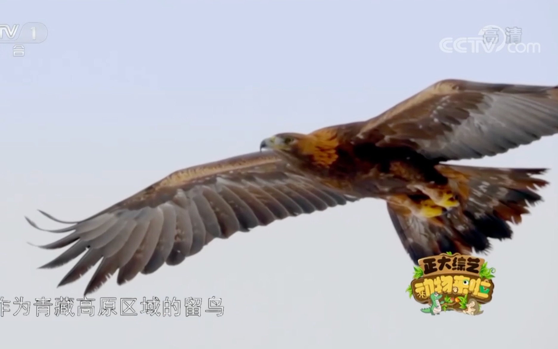 正大综艺动物来了跟着供电小哥给大鵟筑巢