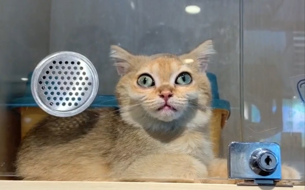就喜欢看这种傻憨憨的猫猫！-戒喵中心-戒喵中心-哔哩哔哩视频