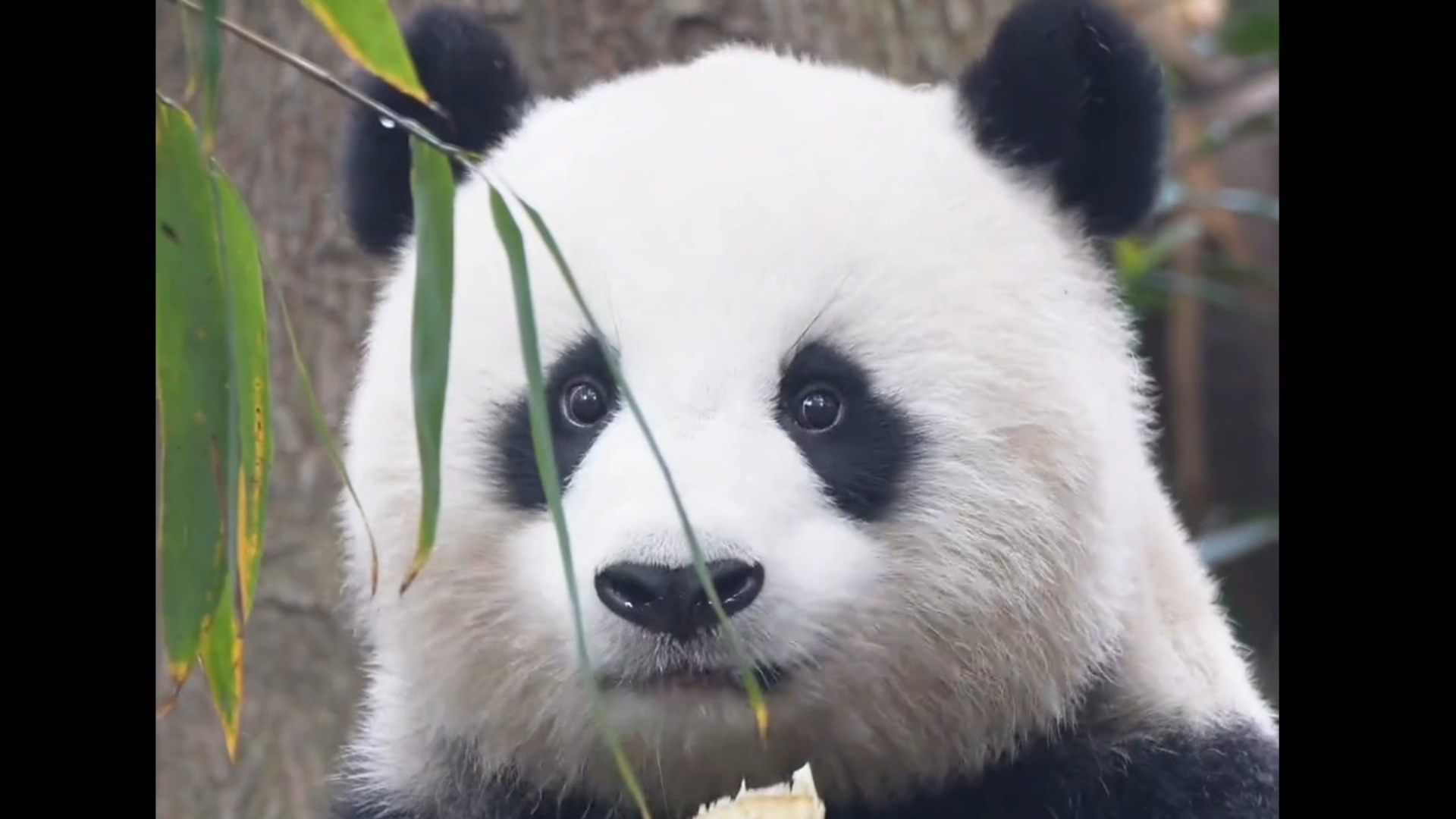 怎么会有这么美貌的大熊猫啊!北川美得好像杨贵妃啊!