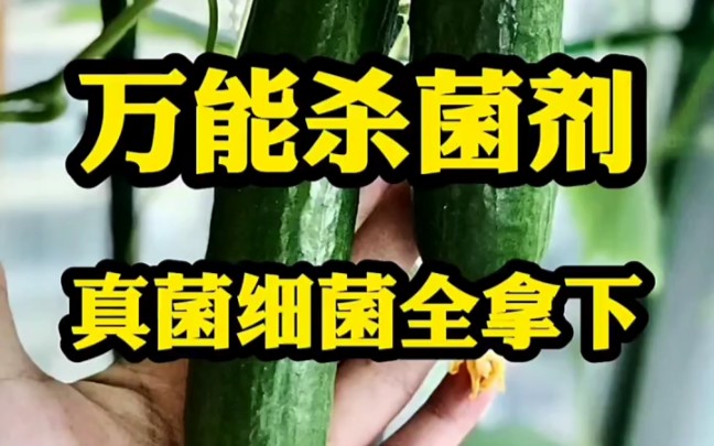 万能杀菌剂真菌细菌都可治哔哩哔哩bilibili