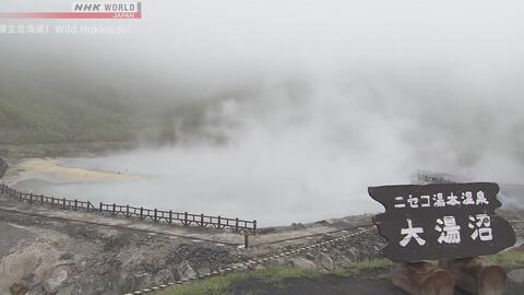 纪录片 Nhk 原生北海道 初夏 新雪谷 17 高清 哔哩哔哩 Bilibili