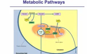 20210330-美国犹他大学Shelley D. Minteer-Bioelectrocatalysis for Energy Conversion Appl