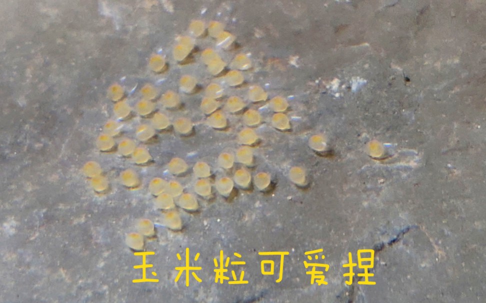 [图]【原生鱼】虾虎鱼繁殖日记1