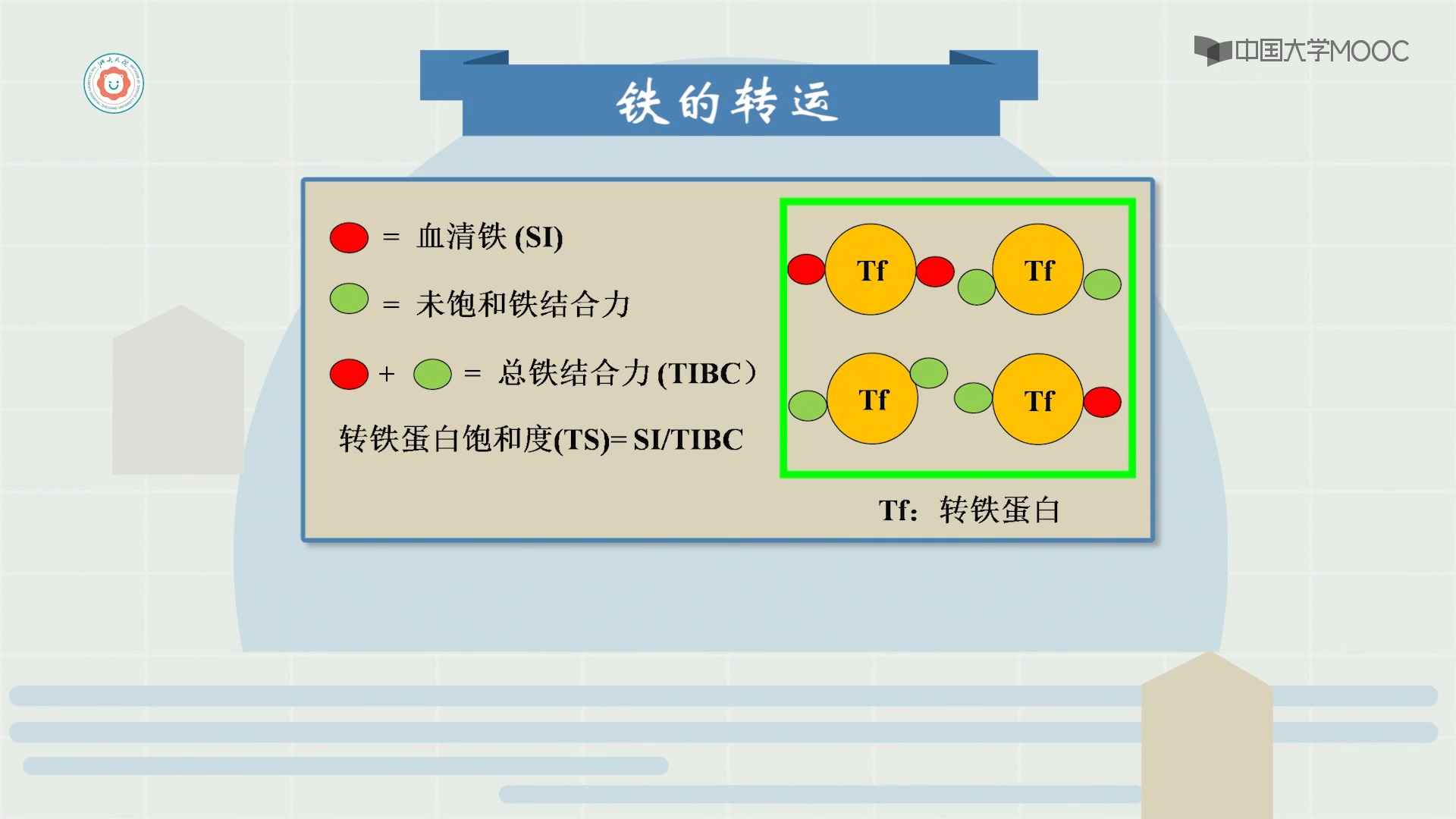 铁在体内的代谢过程图图片