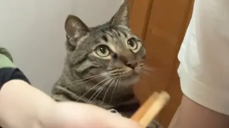 馋猫李阿豹的动态-哔哩哔哩