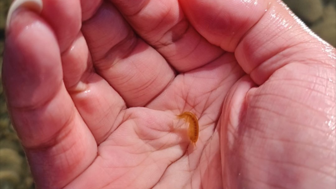 万能的群友告诉我这是钩虾