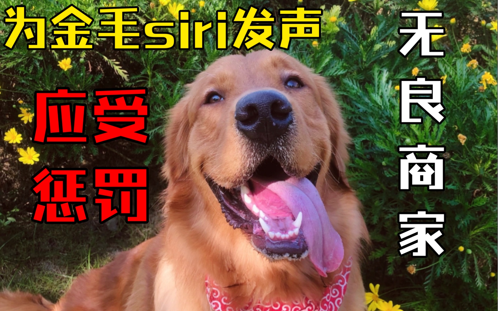 活动  为金毛siri发声,每条生命都值得被尊重