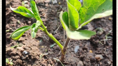 茄子嫁接的辣椒