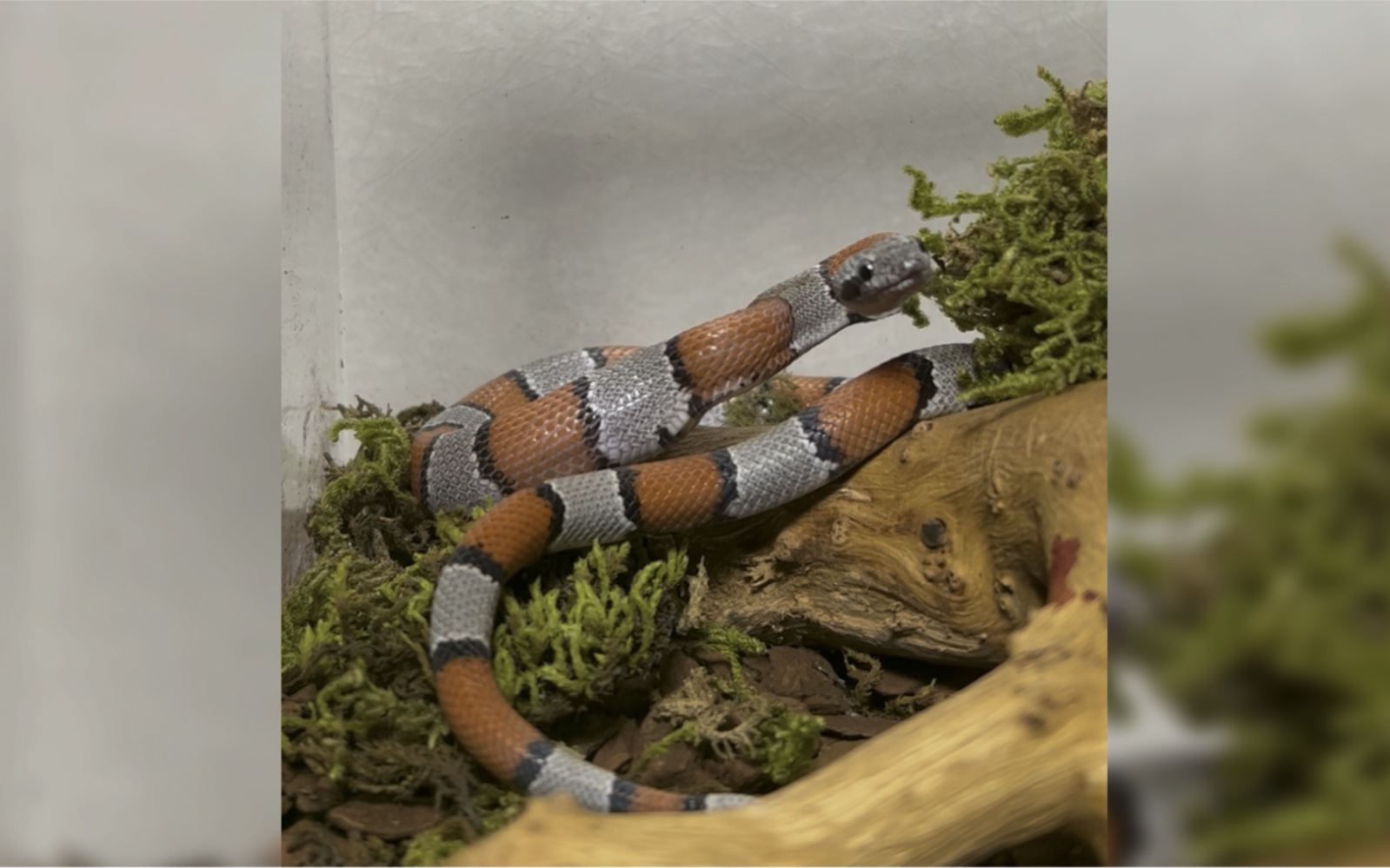 【灰带王蛇】她好凶残我好爱~内有活鼠慎入_哔哩哔哩_bilibili