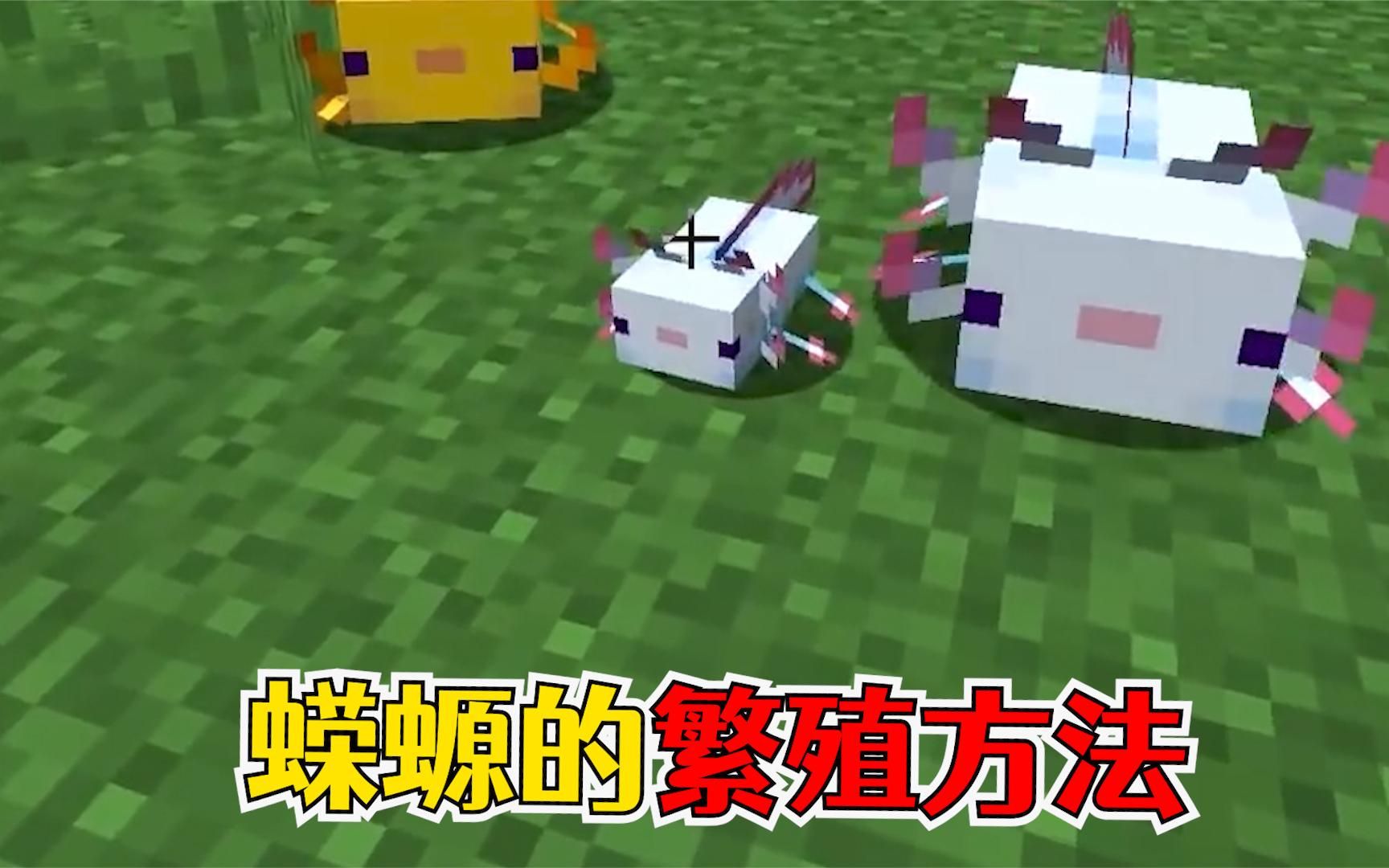 我的世界:关于蝾螈你不知道的5件事,蝾螈的繁殖方法