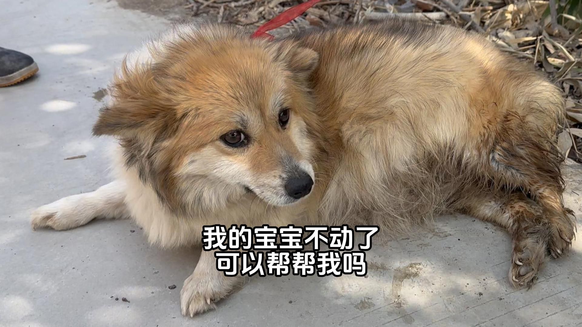 胎死腹中的柯基,竟被主人以生病卖往狗肉馆,检查后大吃一惊