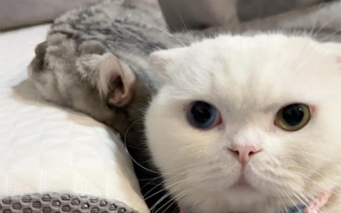 斯基这眼神也太多戏了你们喜欢这么怂的猫咪吗