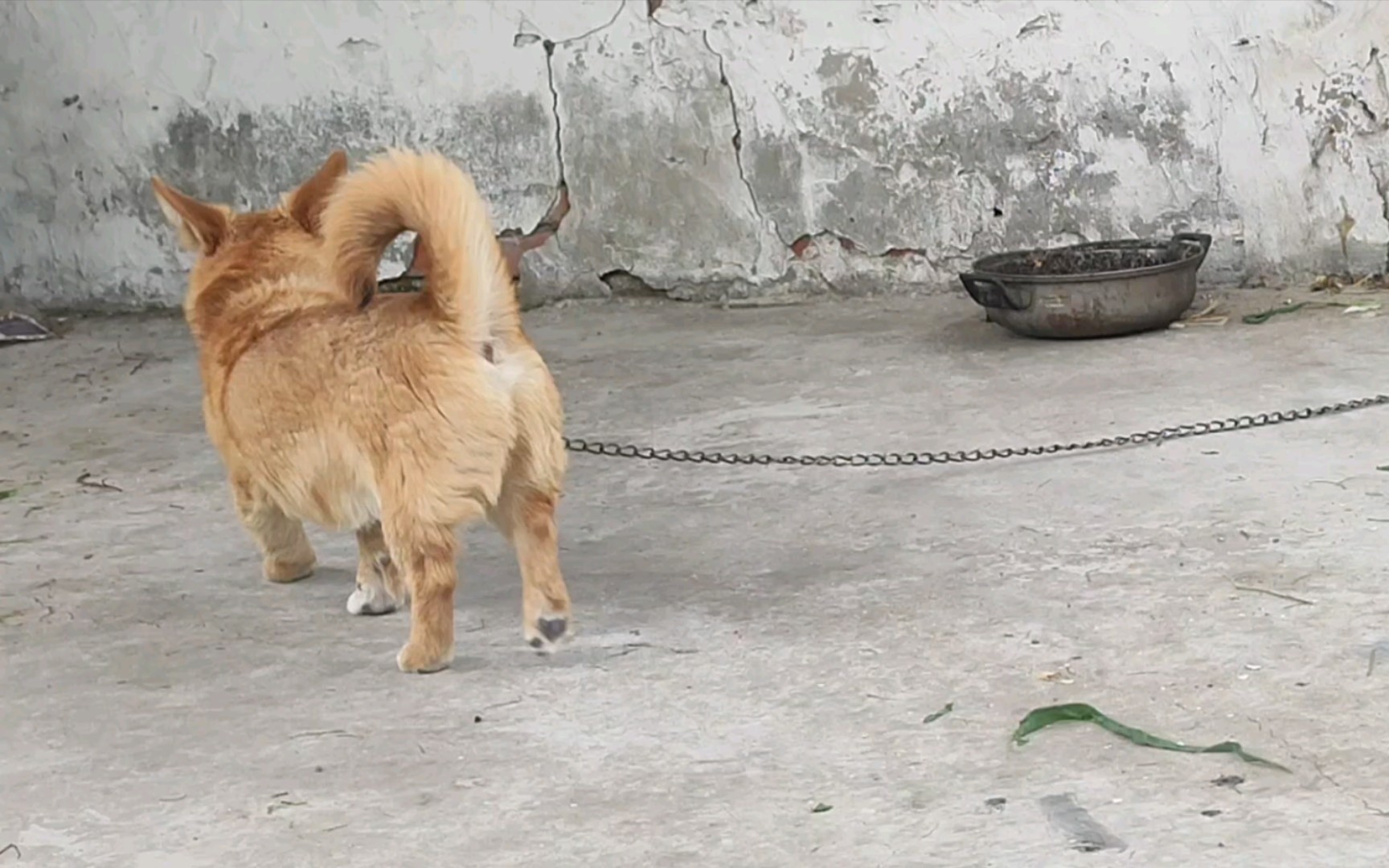 【可爱】一个盆,一条链,我们农村的狗狗,真的可以看家护院