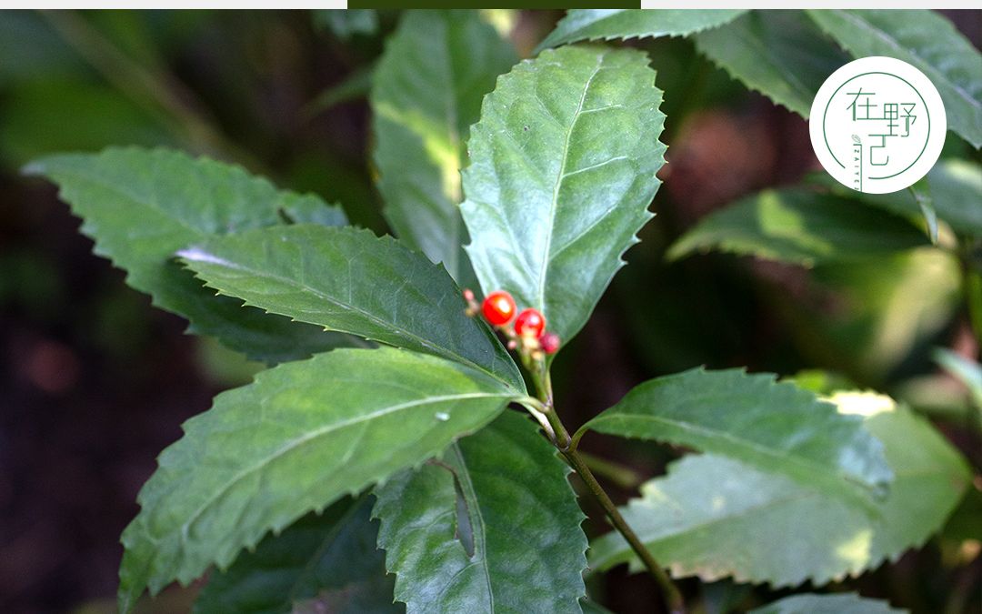 [图]草珊瑚，也叫肿节风，你肯定听说过它，但不一定认识。