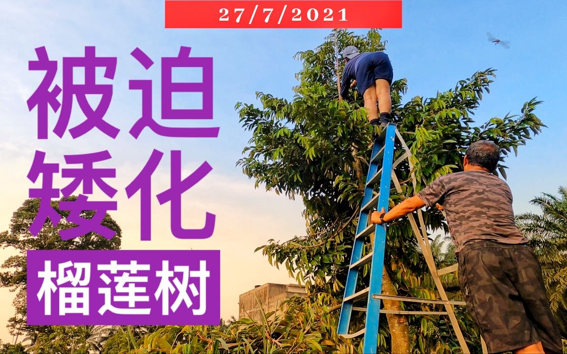 拯救黑刺榴莲树! 把20尺高榴莲树锯断了! #榴莲哔哩哔哩bilibili