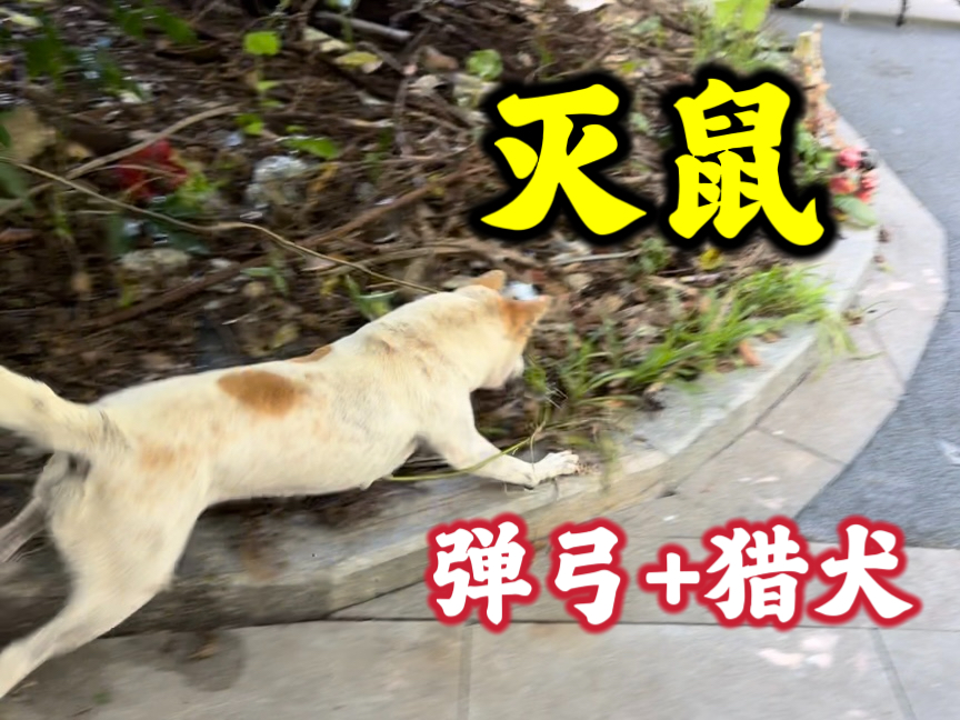 带着猎犬小白一起灭鼠,全程高能无尿点哔哩哔哩bilibili