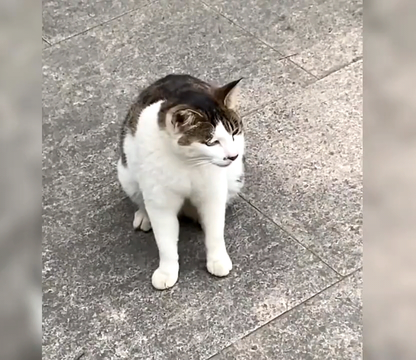 [图]当代小猫咪摆烂现状