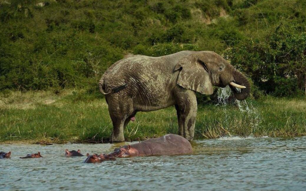 大象被河马咬住尾巴,直接一个后踹踢在河马脸上,我给你长长记性