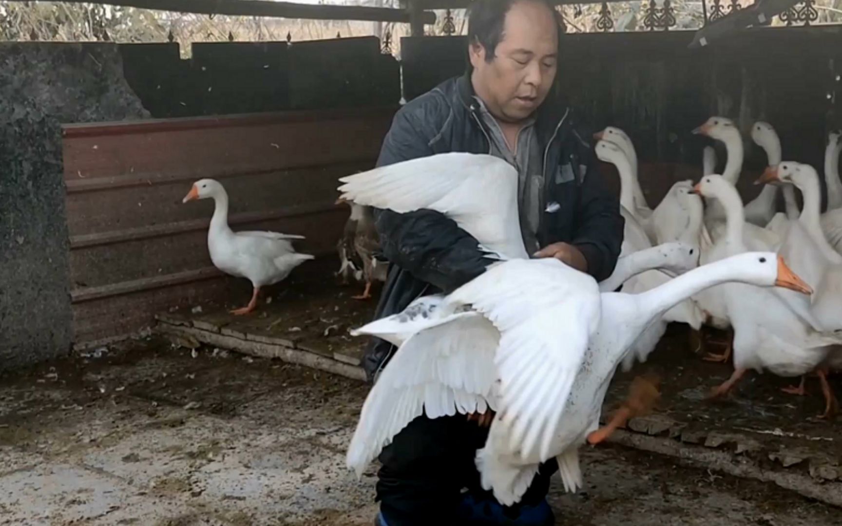 狗老舅鸡鸭鹅狗大搬家新地方宽敞又方便全家忙乎累坏了