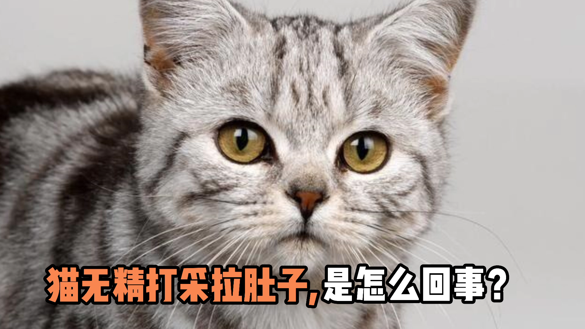 宠物知识科普!猫无精打采拉肚子,是怎么回事?哔哩哔哩bilibili