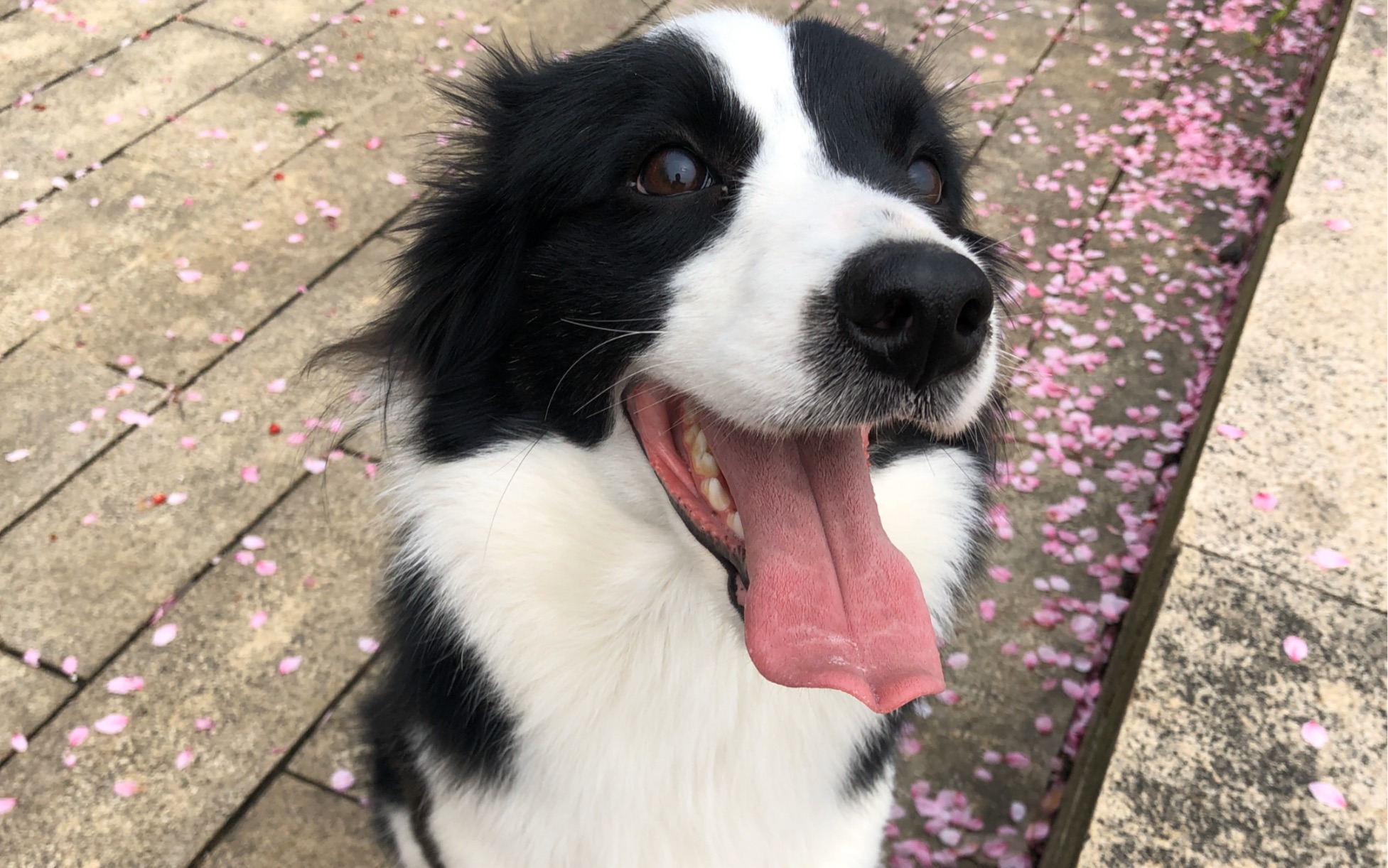 公园rua狗_哔哩哔哩_bilibili