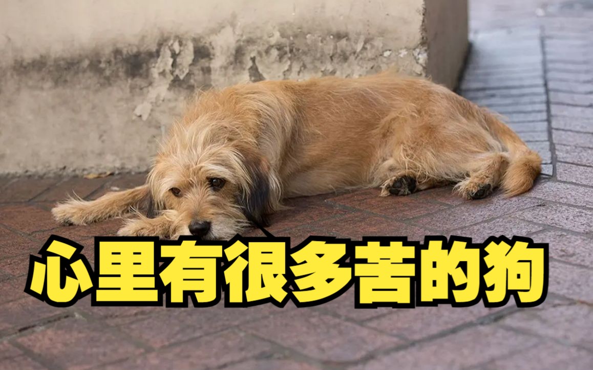 《神探狗笨吉》心里有很多苦的狗,只要一丝的甜就足够.