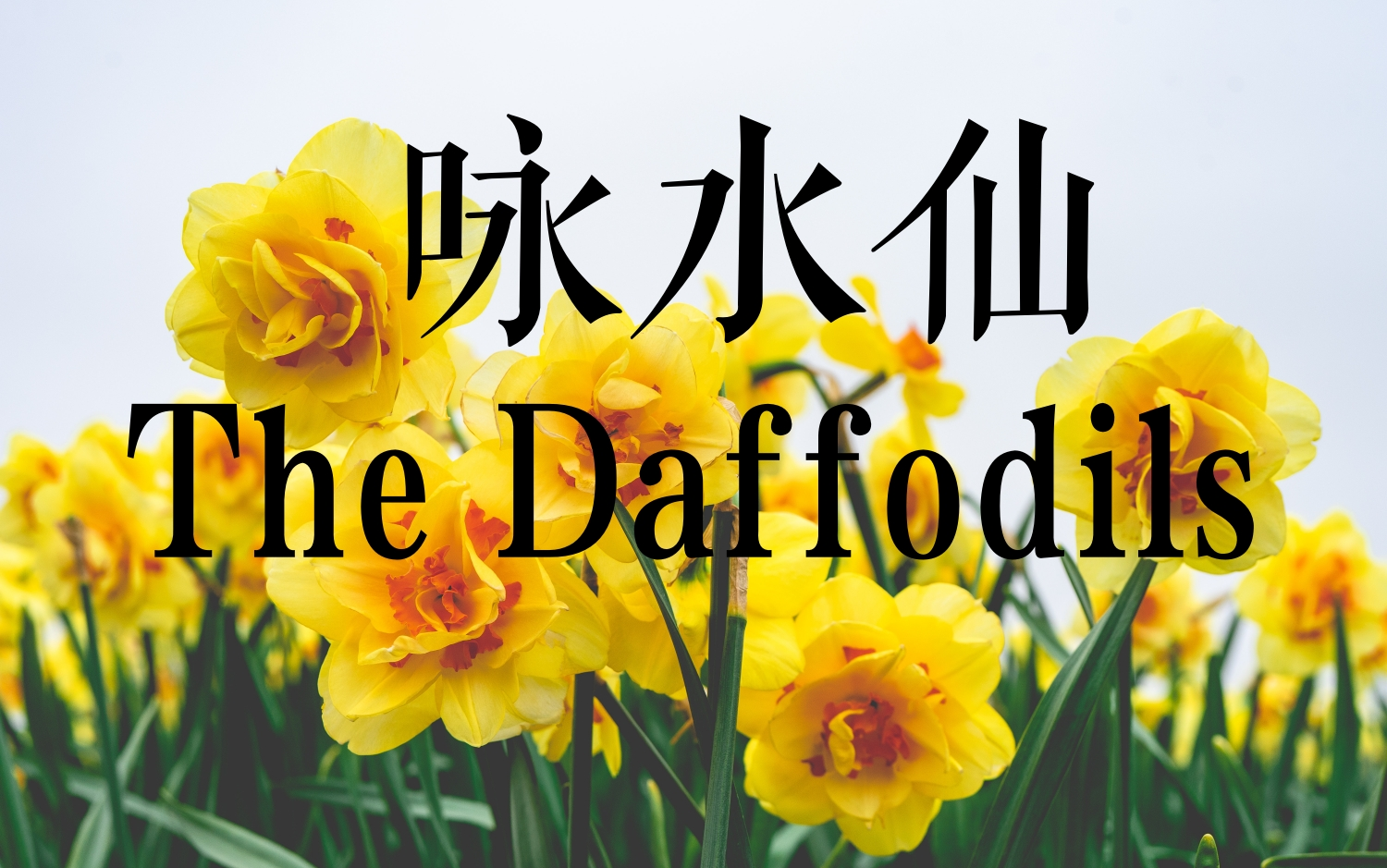 [图]英音朗诵 | 咏水仙（The Daffodils）