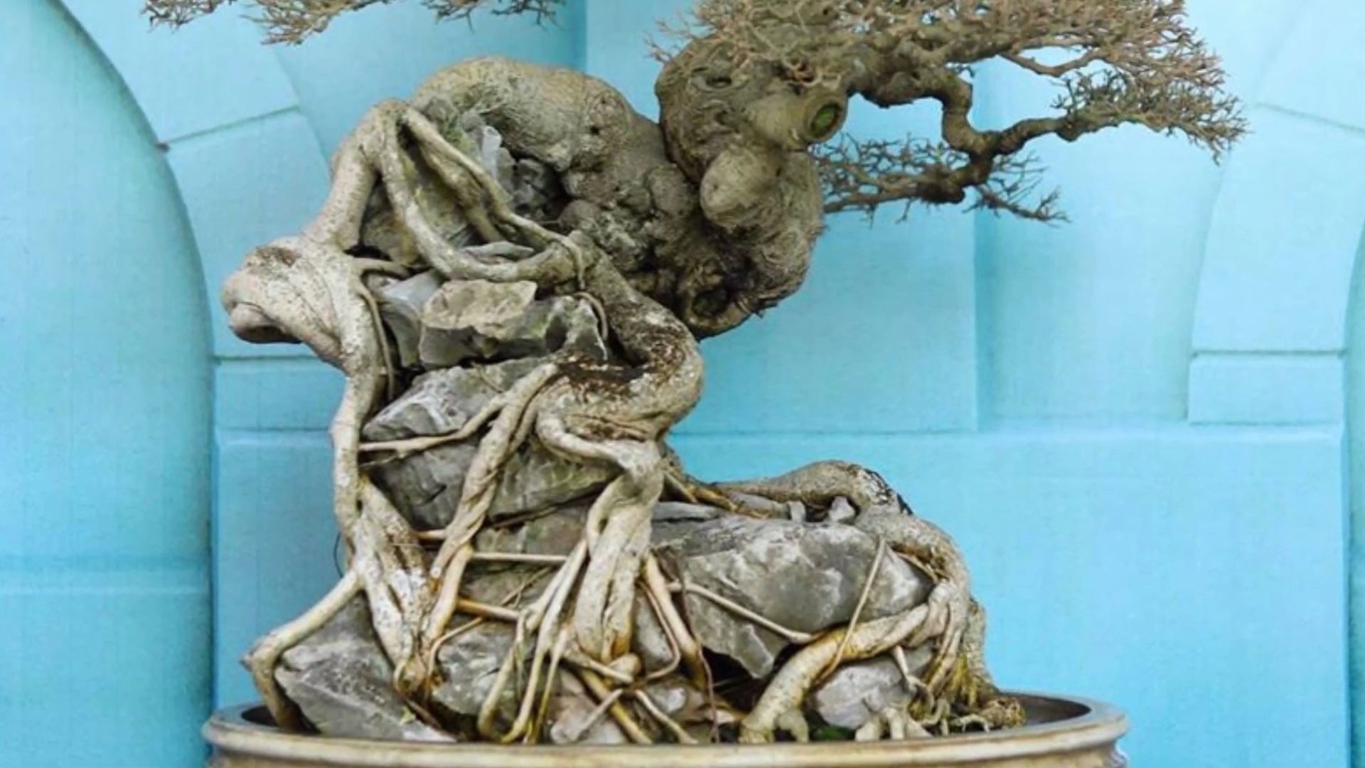 越南南方优秀盆景集锦 五