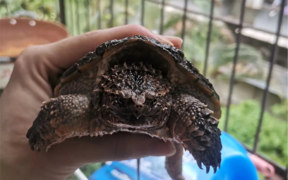 中美拟鳄龟跟北美拟鳄龟杂交品种