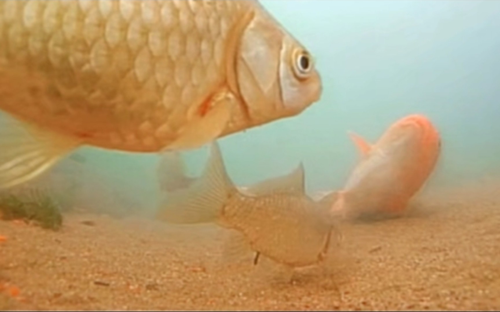 看看鲫鱼在水下是如何吃饵中钩的看着鱼吃钩