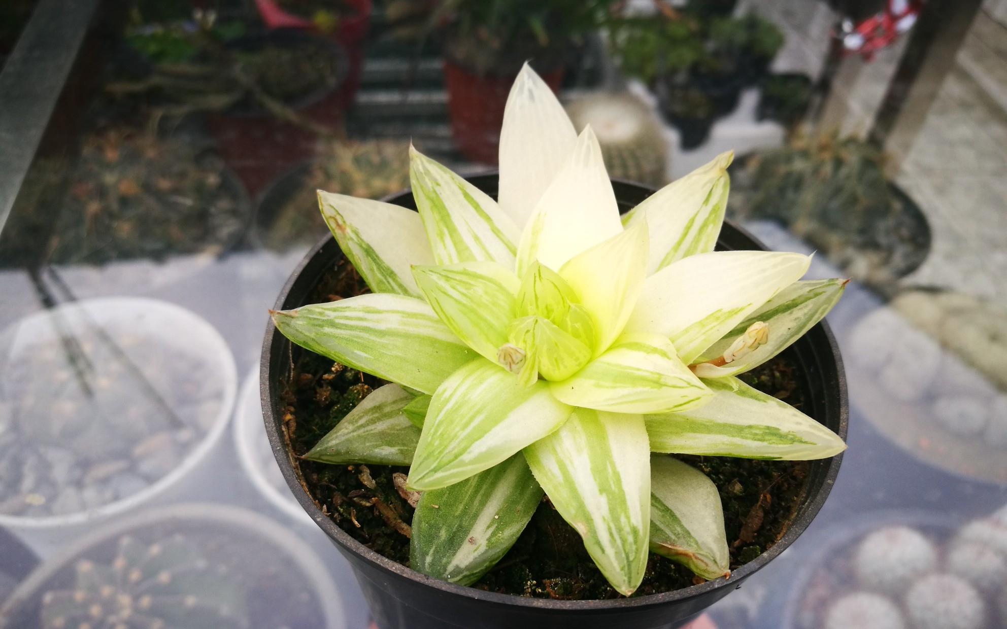 大猫多肉京之华锦