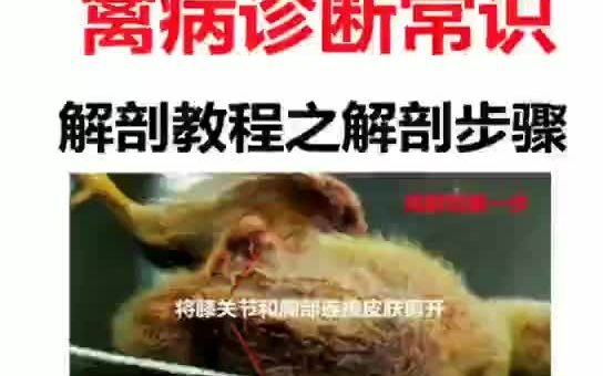 家禽解剖教程之解剖步骤哔哩哔哩bilibili