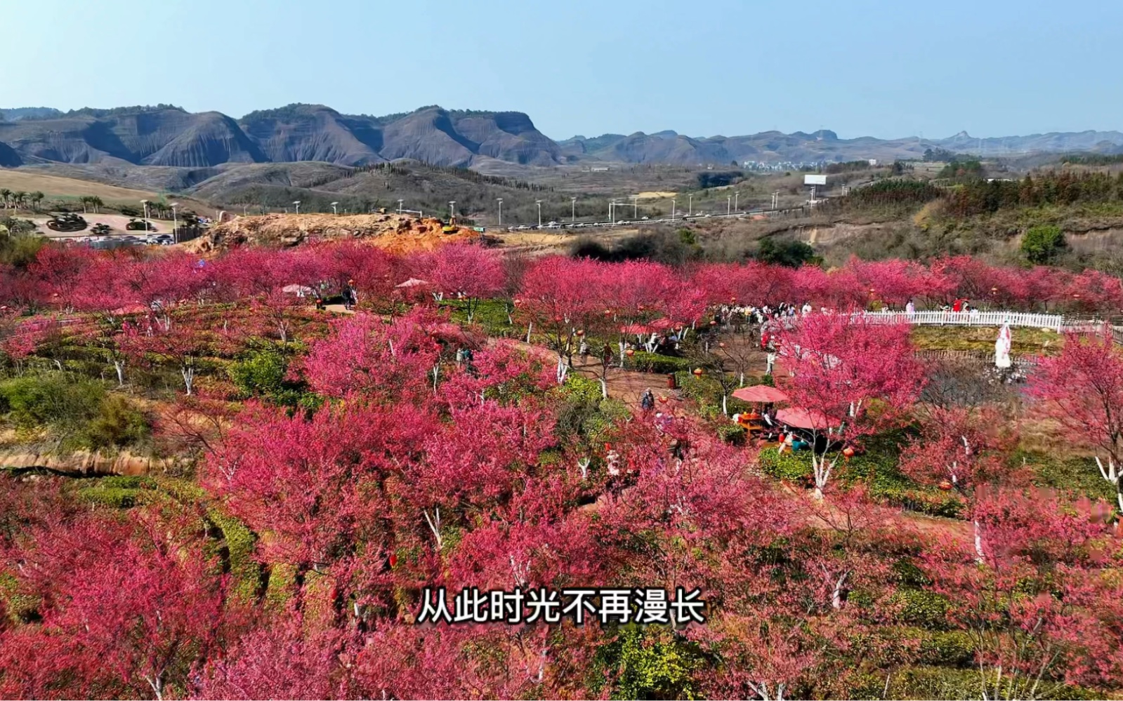 高清航拍:樱花漫(郴州高椅岭樱花茶场)