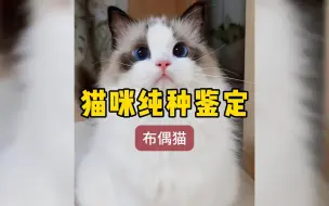 Download Video: 布偶猫纯种鉴定