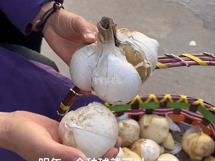 花友们,大花葱可以种起来了,推荐大使2224规格,种球大,开花大,性价比也高.多年生,越长越多,耐寒零下二十五度以下,特别适合北方种植.最...