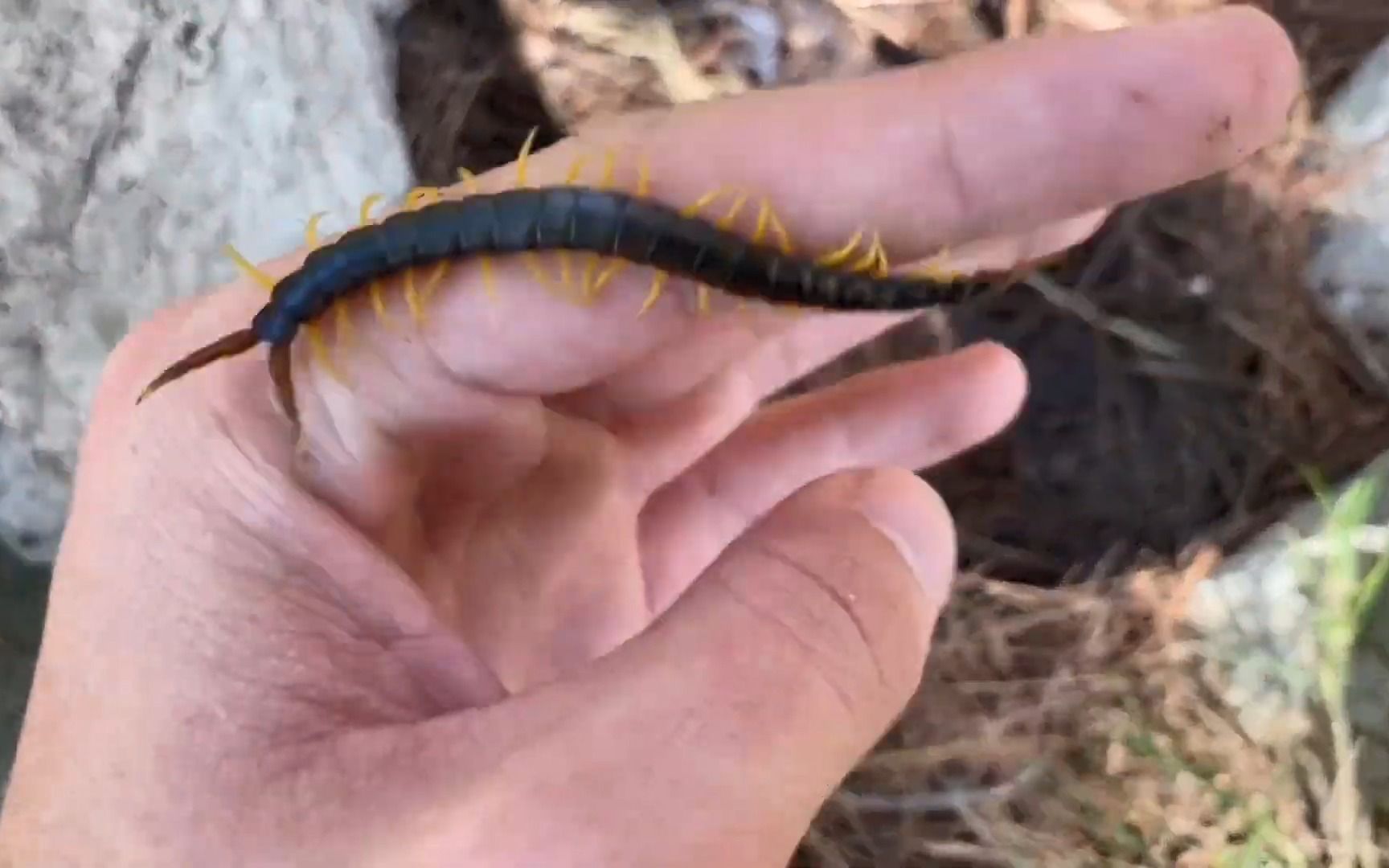 寻找地中海巨型蜈蚣2种形态浅绿色深绿色