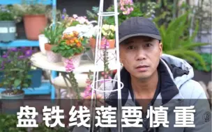 Download Video: 盘铁线莲要慎重，盘对了花量更大，盘坏了损失笋芽花量归零