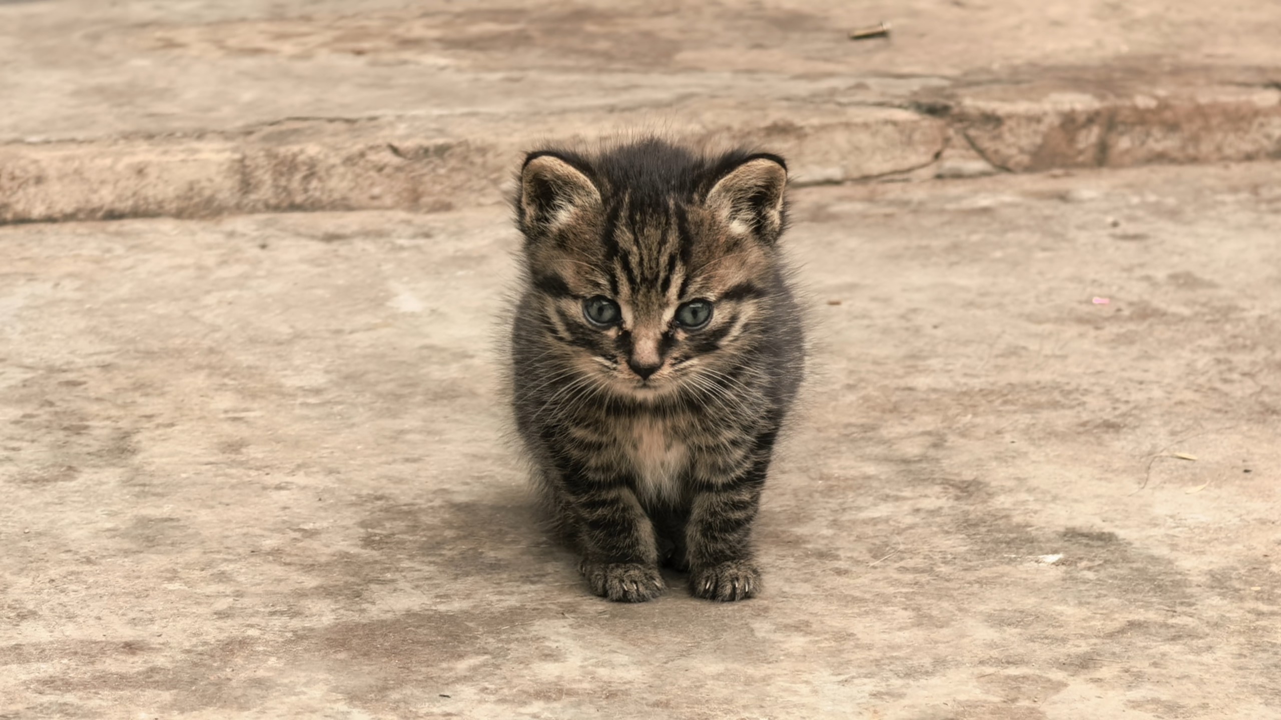 小猫: 黑猫警察 这里有人诱拐未成年咪