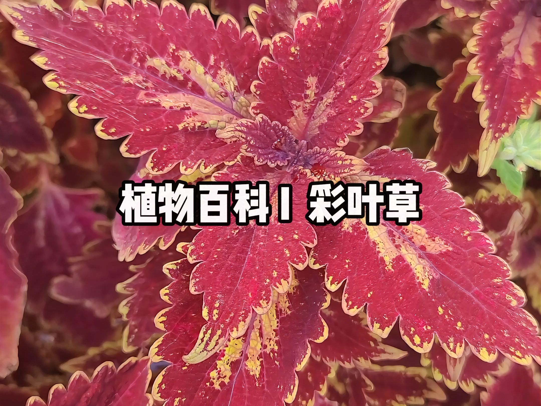 植物百科 I 彩叶草哔哩哔哩bilibili