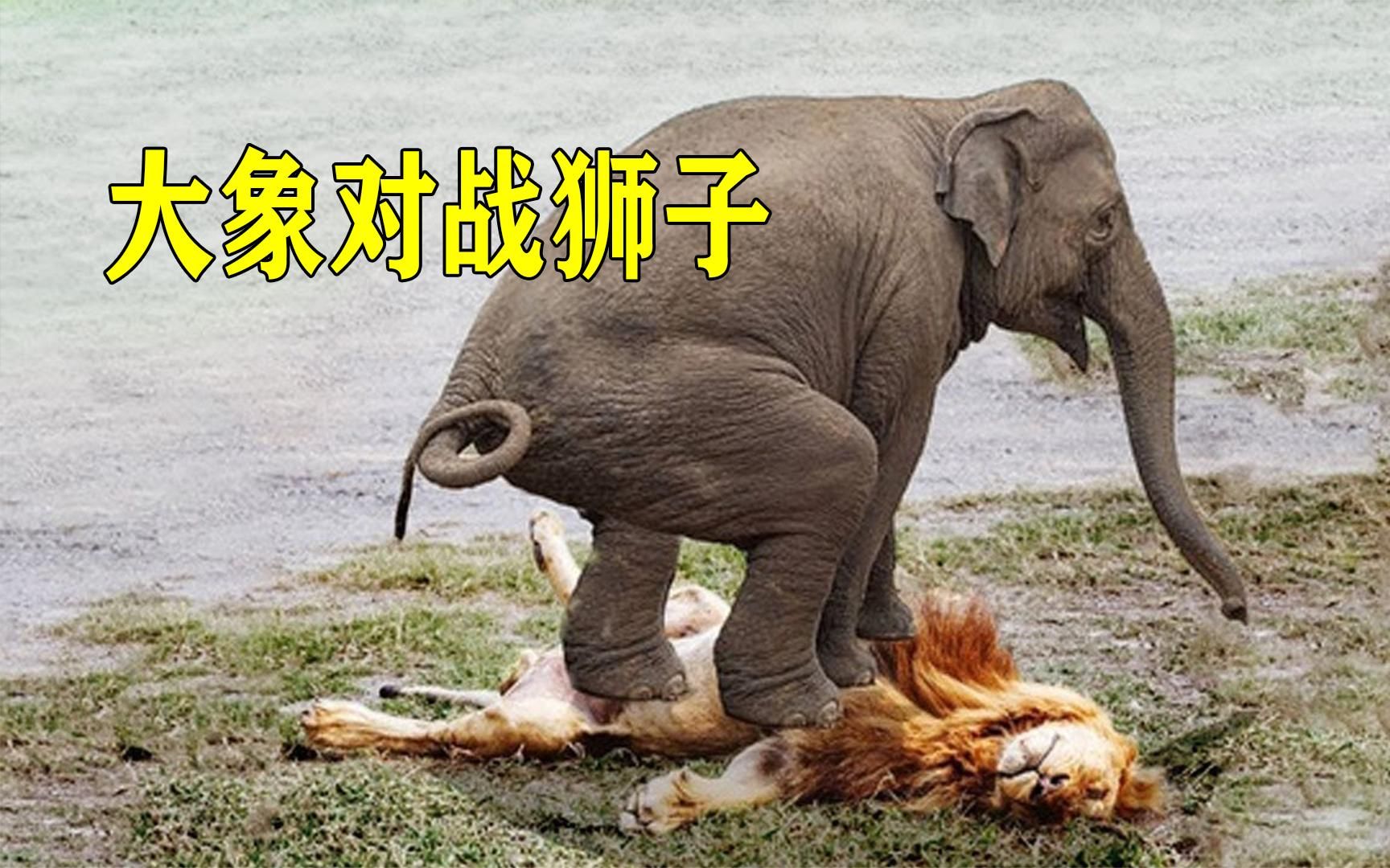 大象对战狮子,大象体型是狮子的5倍,大象更强吗?