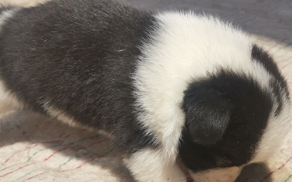 奶萌边牧成长记,长不大的小短腿