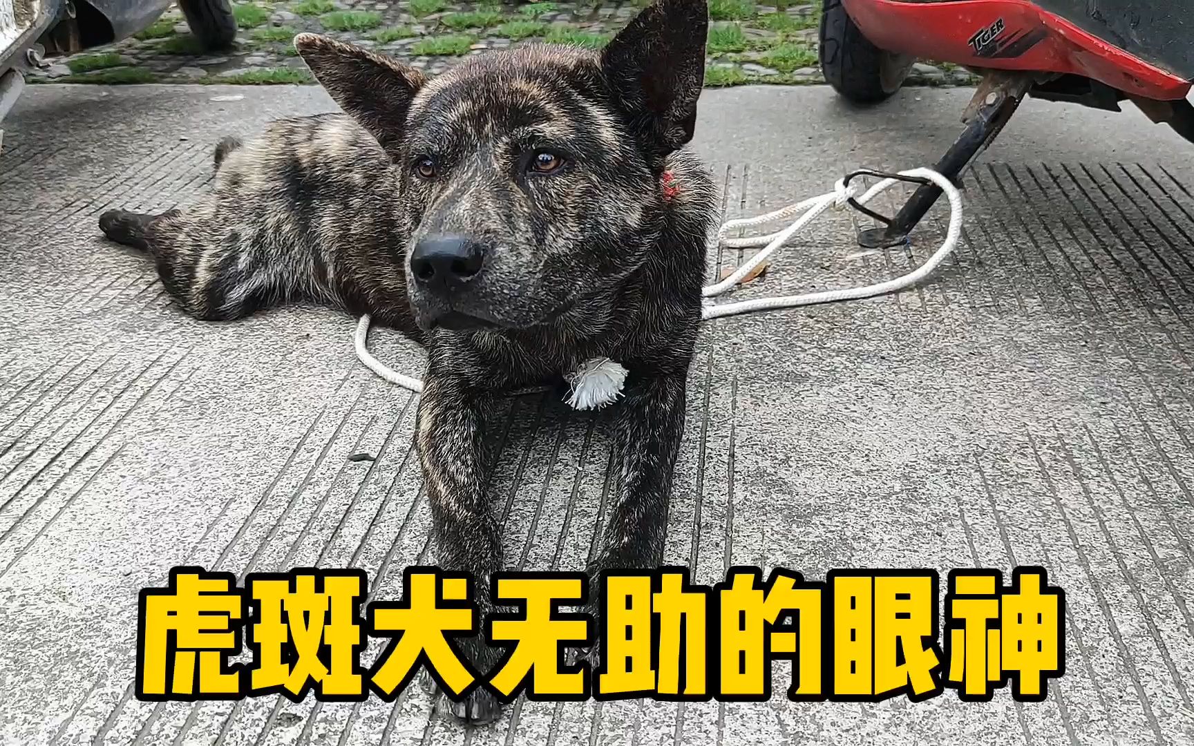 在狗市上看到一条虎斑犬,眼中满是悲伤和无助,一会就被买走了哔哩哔哩bilibili