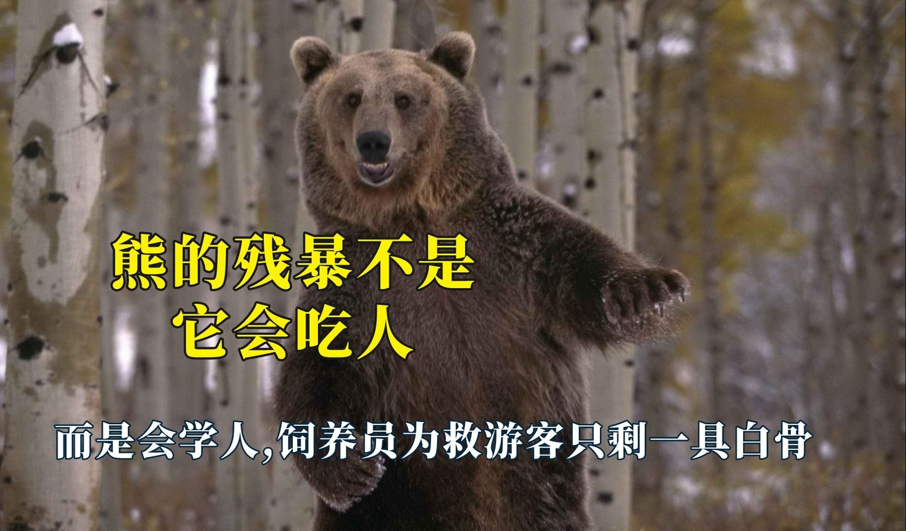 熊的残暴不是它会吃人,而是会学人哔哩哔哩bilibili