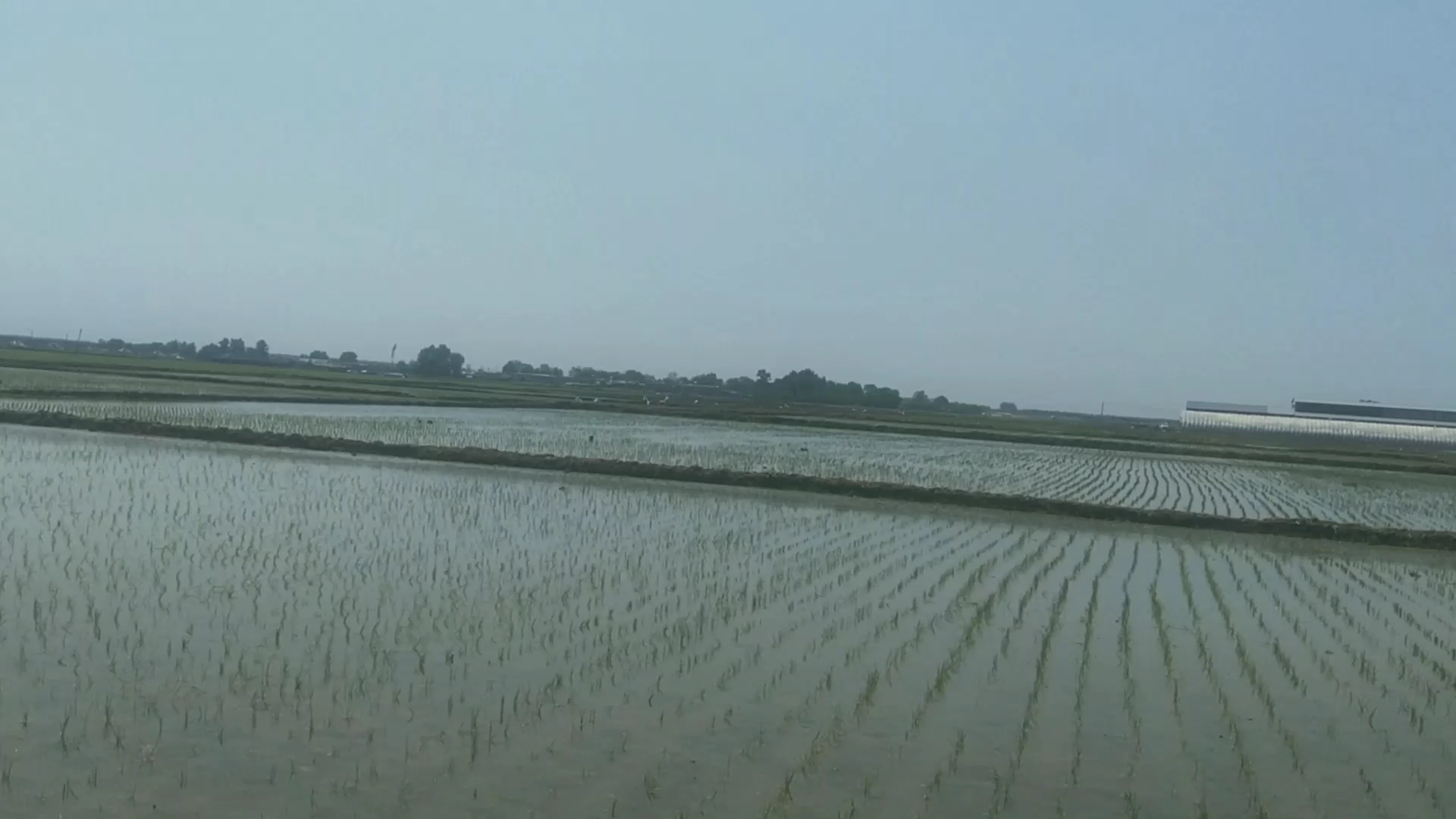 辽宁省北镇市中安镇王家村稻田用无人机施肥第二集