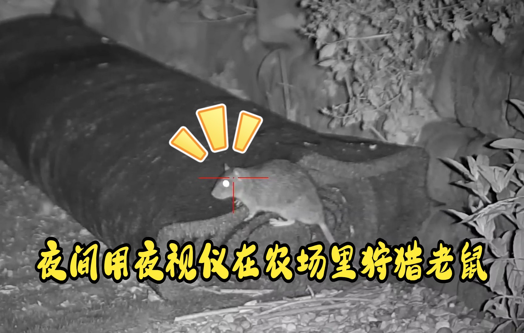 [图]农场保卫战之狩猎老鼠 农场主夜间用高科技夜视仪在农场里狩猎老鼠 一枪一只 这样的项目可以玩一天