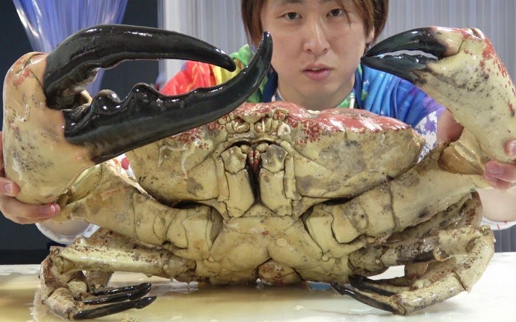 【中文】万元一只史上最贵螃蟹皇帝蟹开吃