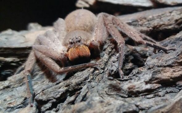 屏东猎人蛛的日常