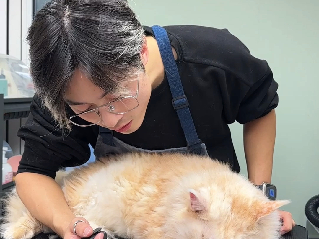 重生归来之长出板油海报