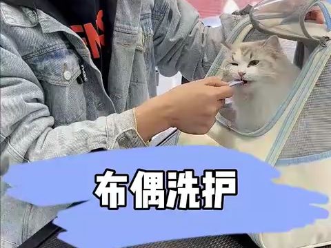 日常洗护之布偶,山猫纹布偶不一样的美哔哩哔哩bilibili