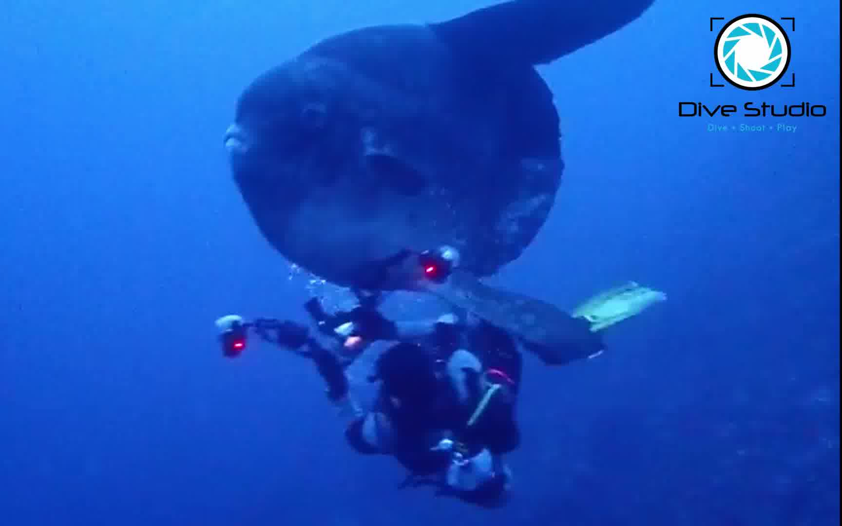 [图]海底车祸！翻车鱼撞人了！